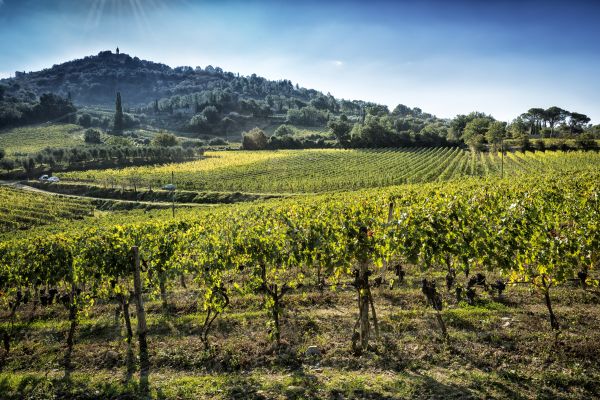 Cortonesi